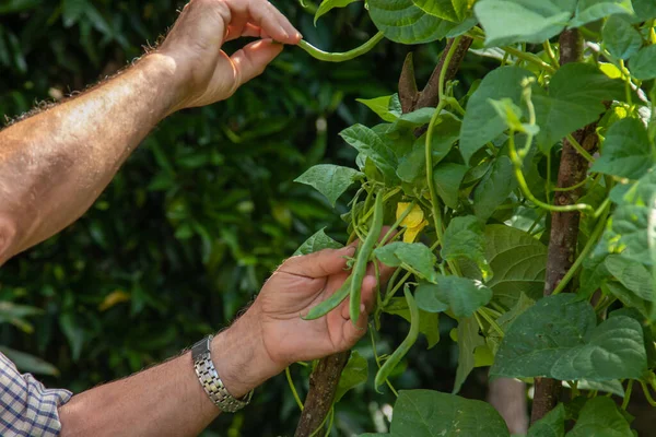 Mãos Agricultor Planta Feijão Jardim — Fotografia de Stock