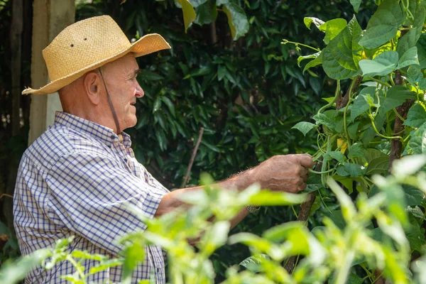 Colheita Colheita Agricultores Jardim — Fotografia de Stock