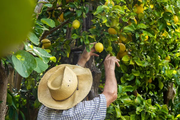 Agricoltore Che Raccoglie Limoni Campo — Foto Stock