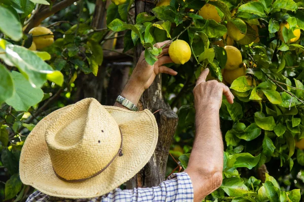 Jordbrukare Som Skördar Citroner Fältet — Stockfoto