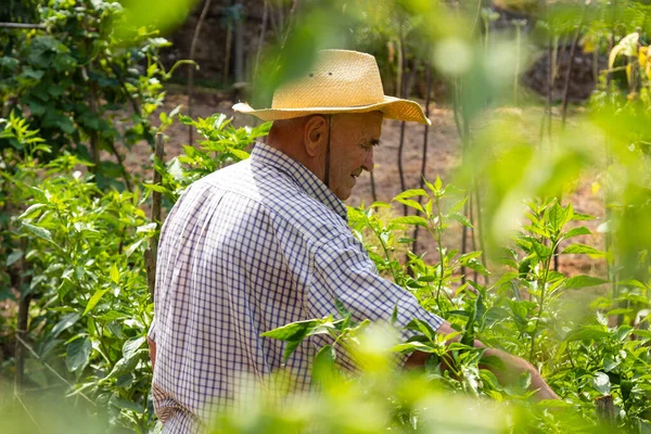 Colheita Colheita Agricultores Jardim — Fotografia de Stock