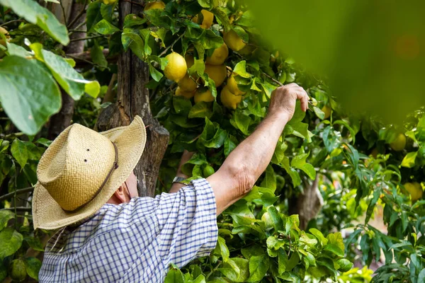 Фермер Збирає Лимони Полі — стокове фото