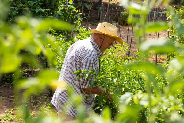 Colheita Colheita Agricultores Jardim — Fotografia de Stock