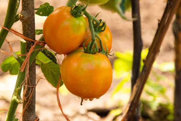 Naturalne Pomidory Organiczne Ogrodzie — Zdjęcie stockowe