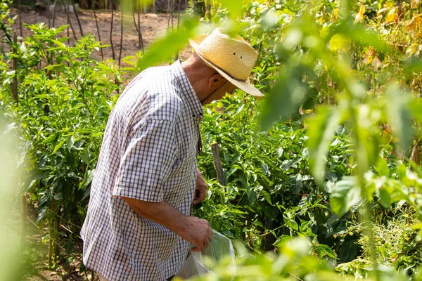 Agricultor Coletando Pimentas Padron Jardim — Fotografia de Stock