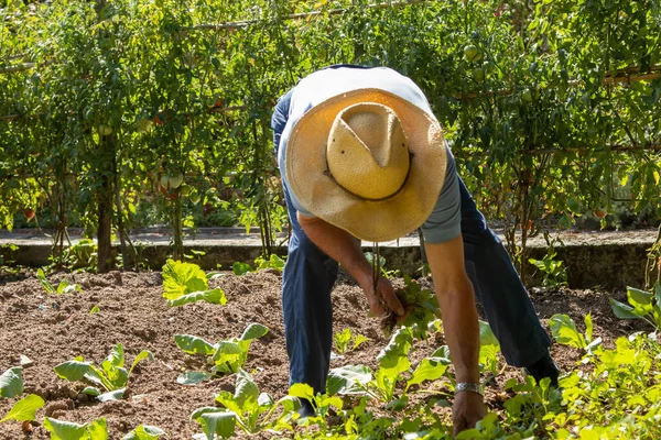 Agricultor Que Trabalha Jardim — Fotografia de Stock