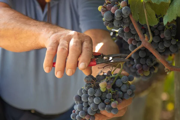 Ruce Krájení Hroznů Vinobraní — Stock fotografie