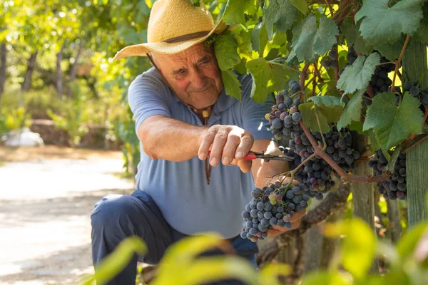 Agriculteur Travaillant Dans Vignoble Récolte Les Raisins — Photo