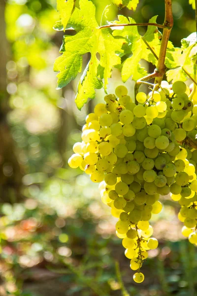 Bunch White Grapes Vineyard — Stock Photo, Image