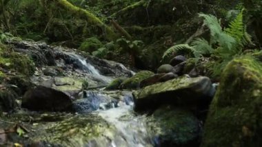 Sil kanyonu, doğal rezerv ve ribeira sacra 'daki dünya mirası alanı, bizim yerimiz, galiçya, İspanya