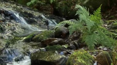 Sil kanyonu, doğal rezerv ve ribeira sacra 'daki dünya mirası alanı, bizim yerimiz, galiçya, İspanya