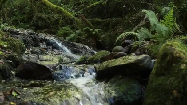 Beek Sil Canyon Natuurreservaat Werelderfgoed Ribeira Sacra Ourense Galicië Spanje — Stockvideo
