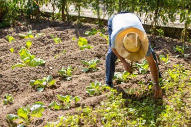 Bahçede çalışan çiftçi.
