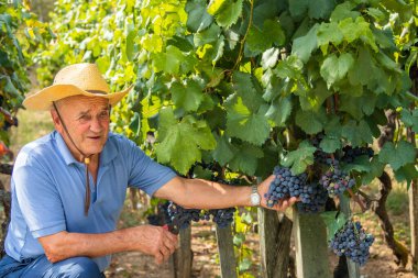Üzüm bağında çalışan çiftçi.