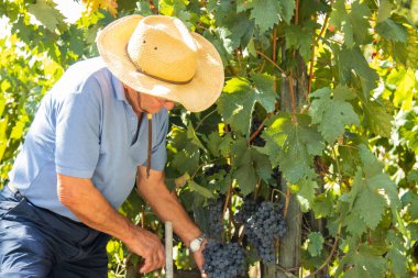 Üzüm bağında çalışan çiftçi.