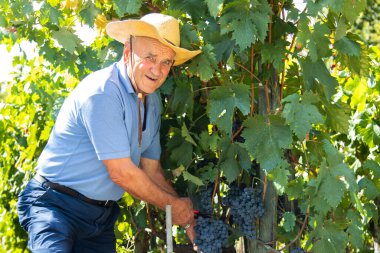 Üzüm bağında çalışan çiftçi.
