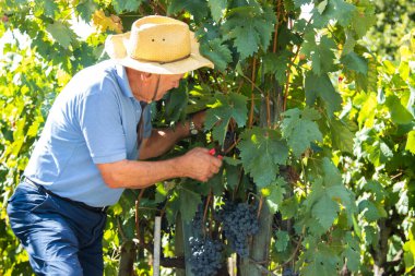 Üzüm bağında çalışan çiftçi.