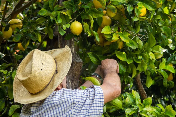 畑でレモンを収穫する農家は — ストック写真