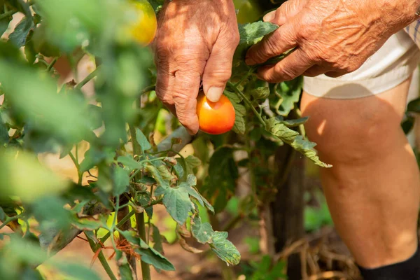 農家の手でトマトを収穫し — ストック写真