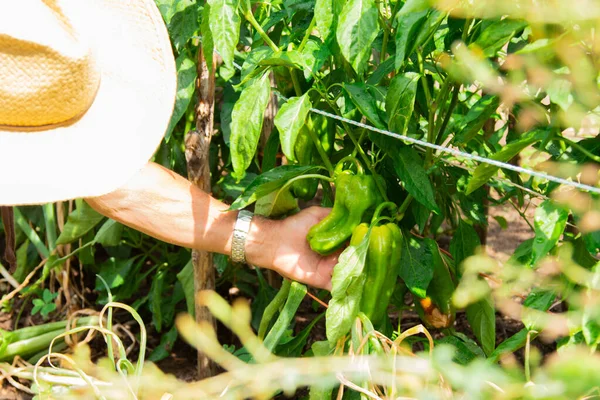 Αγρότης Που Φροντίζει Φυτά Πιπεριού Στον Λαχανόκηπο — Φωτογραφία Αρχείου