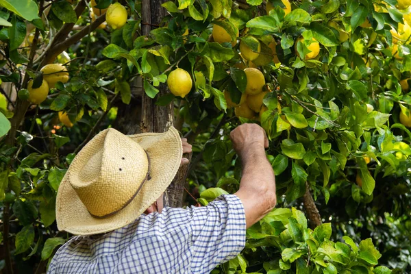 Jordbrukare Som Skördar Citroner Fältet — Stockfoto