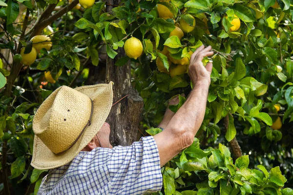 Agriculteur Récoltant Des Citrons Dans Champ — Photo