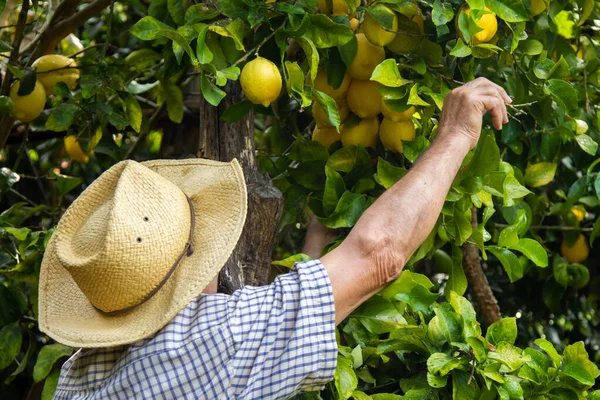 Фермер Збирає Лимони Полі — стокове фото