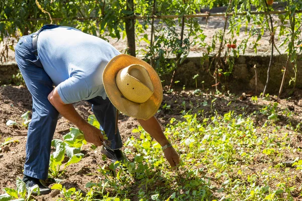 Agricultor Que Trabalha Jardim — Fotografia de Stock