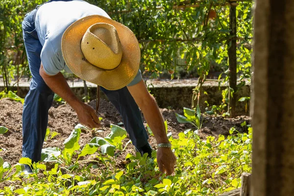 Agricultor Que Trabalha Jardim — Fotografia de Stock