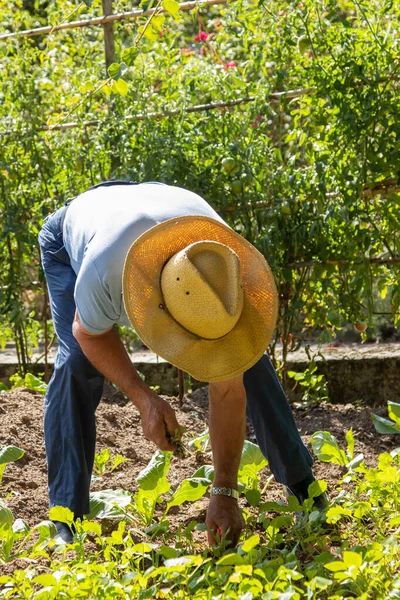 Αγρότης Που Εργάζεται Στον Κήπο — Φωτογραφία Αρχείου