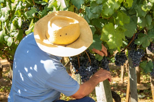 Agriculteur Travaillant Dans Vignoble Récolte Les Raisins — Photo