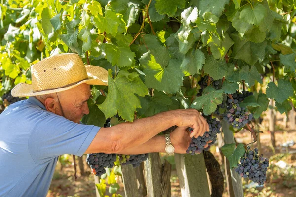 Agriculteur Travaillant Dans Vignoble Récolte Les Raisins — Photo