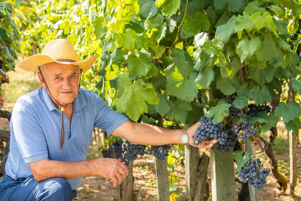 Agriculteur Travaillant Dans Vignoble Récolte Les Raisins — Photo