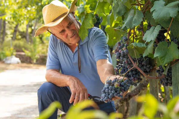 Farmář Pracující Vinici Sklízející Hrozny — Stock fotografie