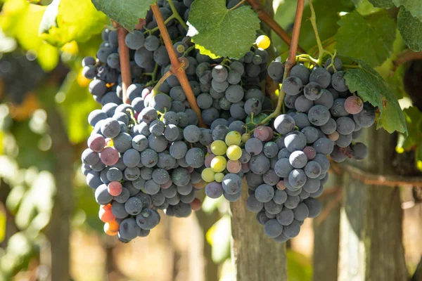 Tros Rode Druiven Wijngaard — Stockfoto