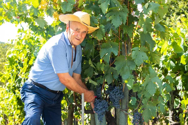 Agriculteur Travaillant Dans Vignoble Récolte Les Raisins — Photo