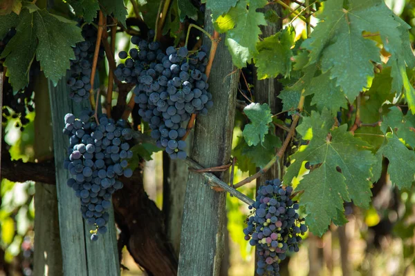 Rote Trauben Weinberg — Stockfoto