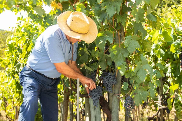 Farmář Pracující Vinici Sklízející Hrozny — Stock fotografie