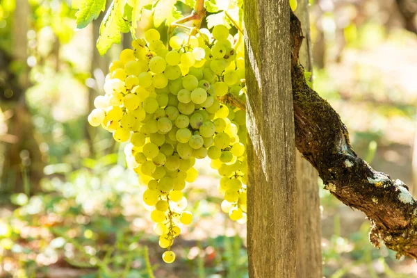 Tros Witte Druiven Wijngaard — Stockfoto