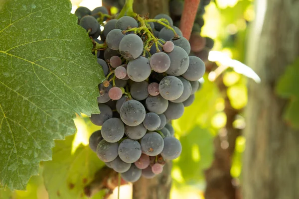 Bunch Red Grapes Vineyard — Stock Photo, Image