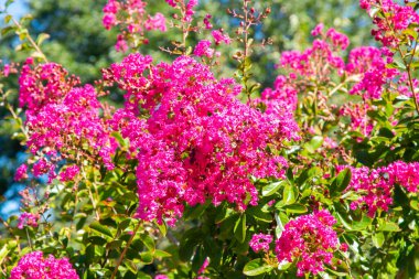 Çiçek açan Japon kiraz ağacı, çiçekler ve bitkiler