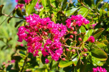 Çiçek açan Japon kiraz ağacı, çiçekler ve bitkiler