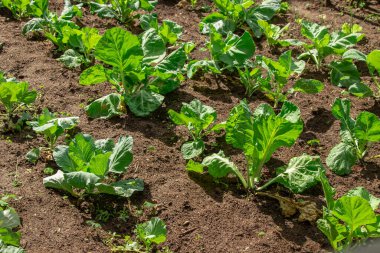 sebze yetiştiren sebze bahçesi