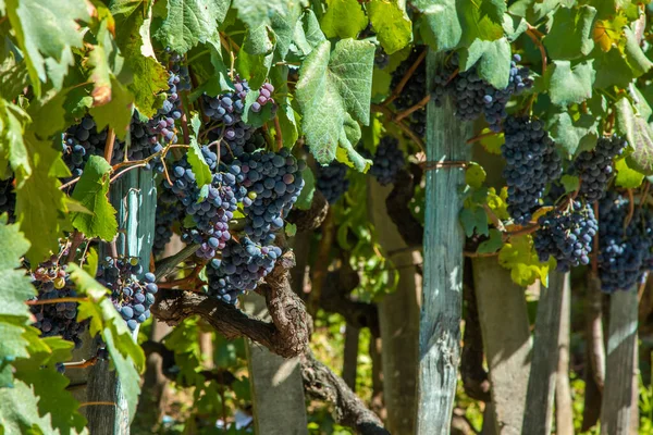 Vinha Com Cachos Uvas Vermelhas — Fotografia de Stock