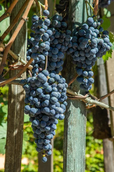 Viñedo Con Racimos Uvas Rojas — Foto de Stock