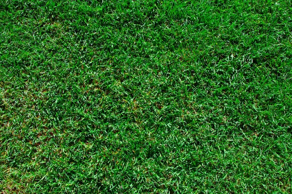 Top View Green Natural Grass — Stock Photo, Image
