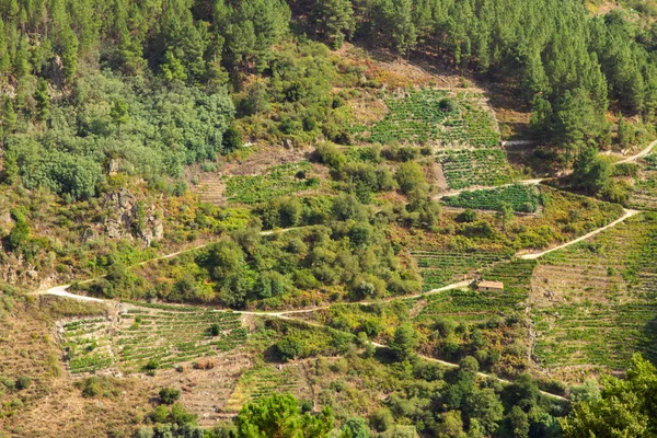 Vineyards Canyon Sil Sacred Riverbank Ourense Galicia Spain — Stock Photo, Image