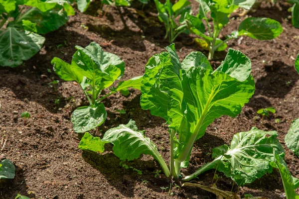 Gemüsegarten Mit Gemüsepflanzen — Stockfoto