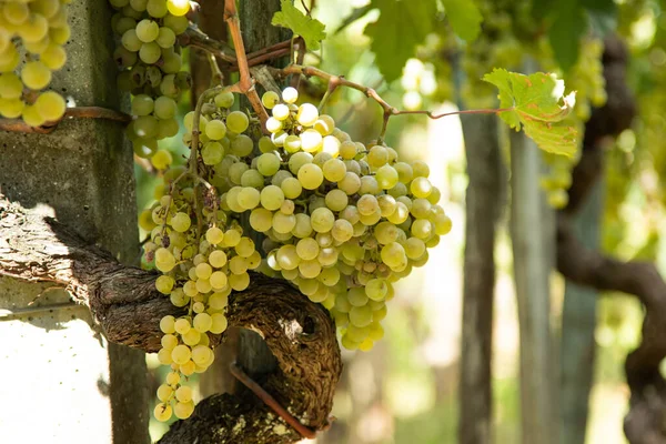 Cachos Uvas Brancas Vinha Livre — Fotografia de Stock