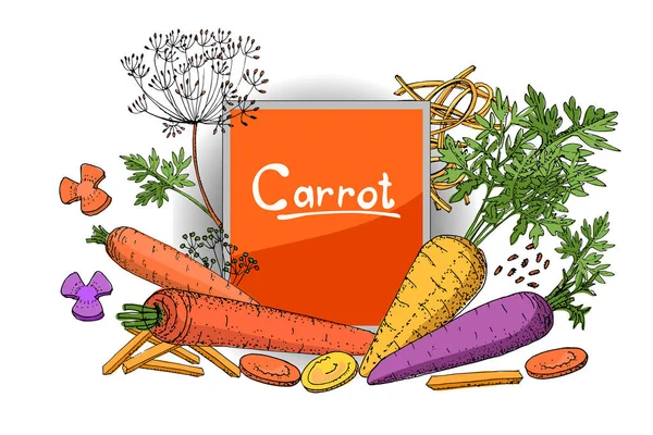 Conjunto de zanahorias de diferentes tipos . — Vector de stock